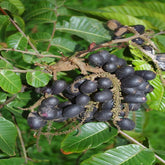 Fijian Longan Plant-Seedling